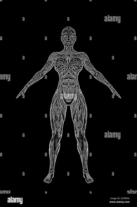 Muscle Map Bodybuilder Hi Res Stock Photography And Images Alamy