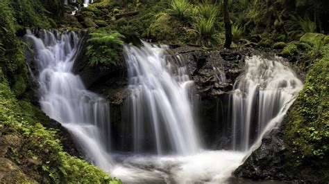 Forest Waterfall Hd Wallpaper Background Image 2560x1440