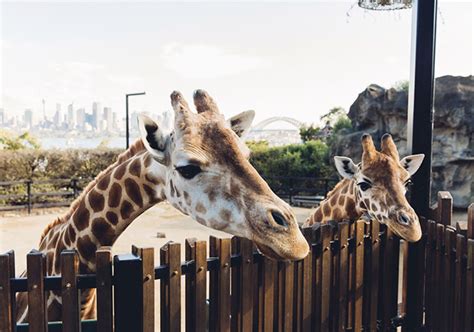 Zoos And Wildlife In Sydney Official Sydney Tourism Website