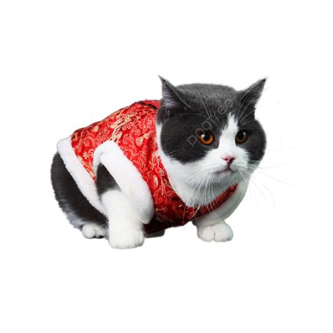 Chubby Shorthair Cat In Tang Suit Chubby Tang Costume Shorthair Png