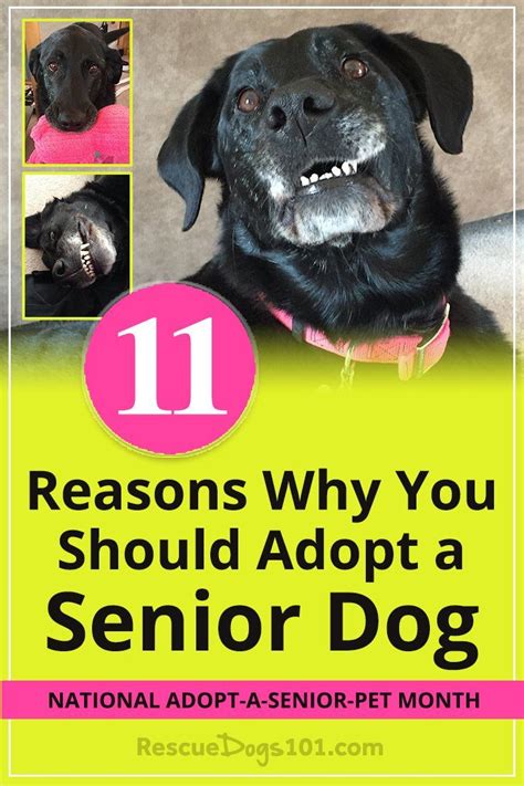 Top 11 Reasons Why Adopting A Senior Dog Is The Perfect Choice Dog
