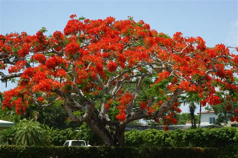 Foto De Stock Gratuita Sobre árbol De Flamboyán