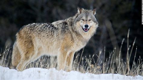 Gray wolves are relisted in Endangered Species Act - CNN