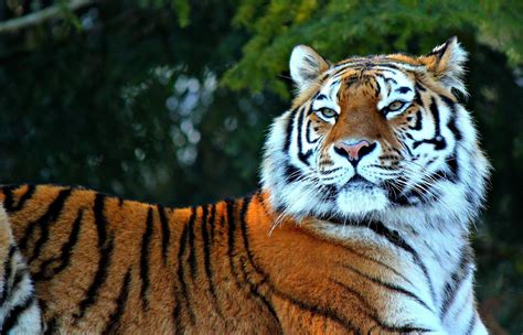 Awesome Royal Filled Hd Tiger Wallpapers Hand Picked