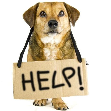 If you have found a pet without identification, post found pet flyers in your neighborhood and take the the pet to a veterinarian or animal shelter to see if they have a microchip. 18 | August | 2015 | Serbian Animals Voice (SAV)