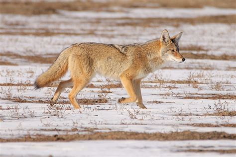 Coyote On The Hunt Photo Canon Image Challenge Photos At