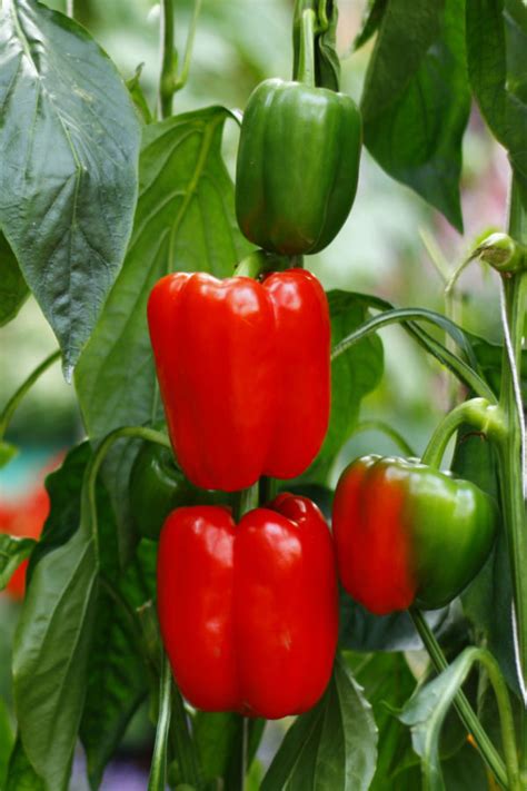 When To Pick Peppers How To Know When Peppers Are Ripe