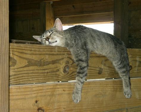 Goldfish are a very low maintenance pet and certainly lower maintenance than most other fish. 7 Massive Benefits of Keeping Barn Cats in Your Homestead