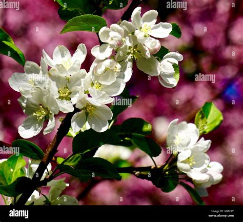 Crab Apple Tree Blossoms In Spring Stock Photo Alamy