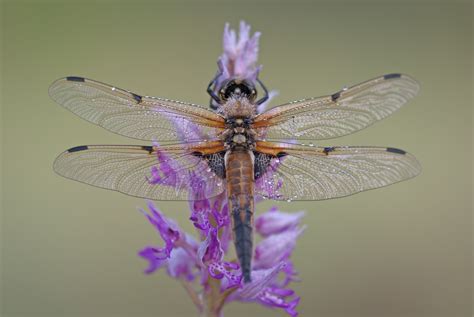 Transparent Dragonfly On A Flower