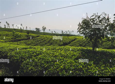 Tea Plantations In Sri Lanka Stock Photo Alamy
