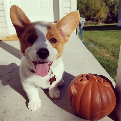 Check spelling or type a new query. cheap corgi puppies for sale near me | Corgi puppies for ...