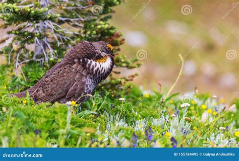 Blue Grouse Stock Image Image Of Male Birdwatching 155784495