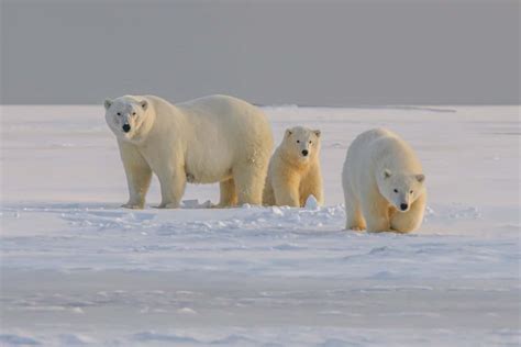 Do Polar Bears Hunt Humans Full Guide Marinepatch