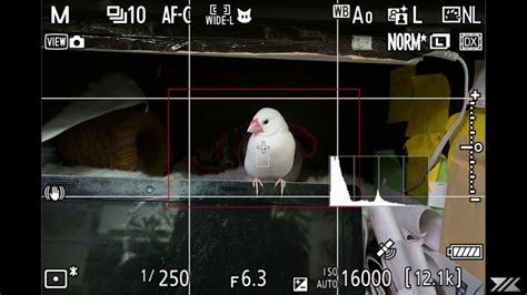 Nikon Z9 Bird Detection 02 Youtube