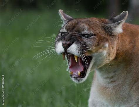 Mountain Lion Growling Stock Photo Adobe Stock