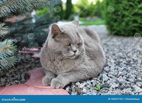 Funny Overweight Cat Lying Stock Image Image Of Outdoors 106297193