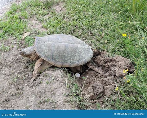 Snapping Turtle Laying Eggs Stock Photo Image Of Eggs Conservation