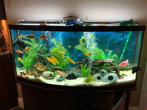 12 Colorful Freshwater Fish To Enhance Your Aquarium