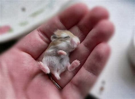 These 25 Heartwarming And Adorable Baby Animals Are Sure To Brighten Up