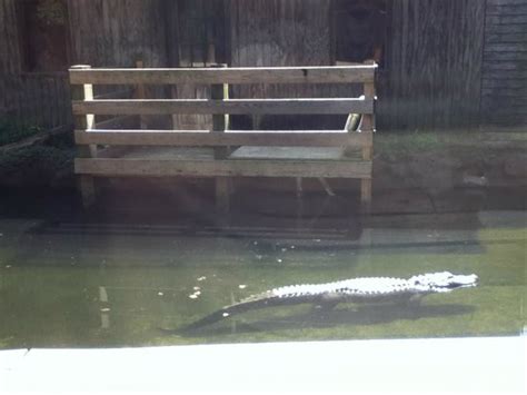 Bayou Alligator Exhibit Picture Of Beardsley Zoo Bridgeport