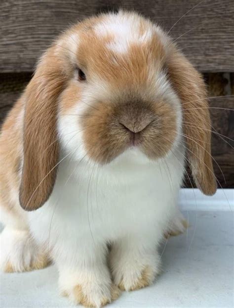 Hi Reddit Help Me Name This Holland Lop Bunny Bitly2yi0zhs