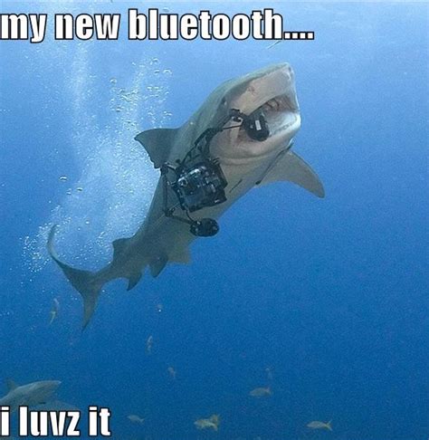Funny Shark Quotes Quotesgram