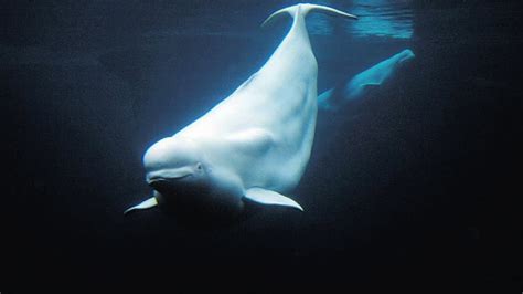 Animals Of The Ice Beluga Whales Youtube