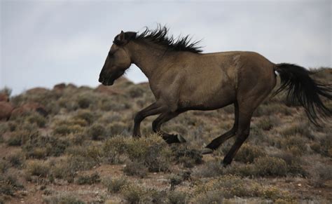 australia plan  mass cull  snowy mountains brumbies  outrage