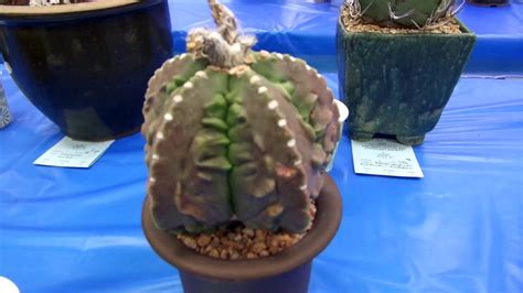 Like other succulent plants, most cacti employ a special mechanism called crassulacean acid metabolism (cam) as part of photosynthesis. San Diego Cactus & Succulent Society Summer Show 2019 Pt ...