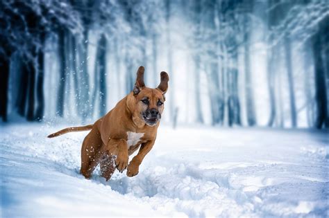 Snow Winter Dog Nature Animals Running Jumping Wallpapers Hd