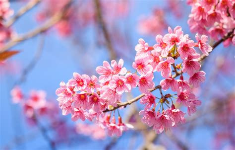 Sakura Tree For Pink Flowers Aesthetic