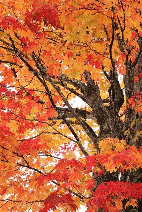Maple Tree Autumn Trees Autumn Scenes Autumn Scenery