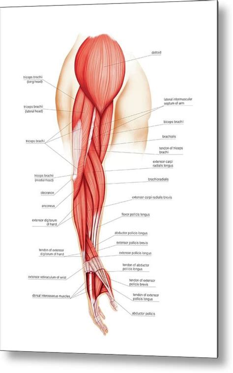 Muscles Of Upper Limb Photograph By Asklepios Medical Atlas Pixels My
