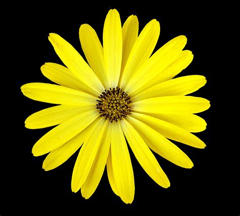 Free Images Petal Yellow Flower Close Up Gerbera Macro