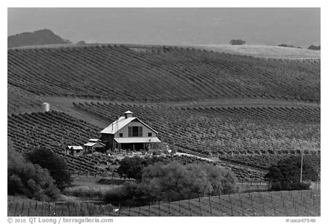 Black And White Picturephoto Red Barn And Wine Country