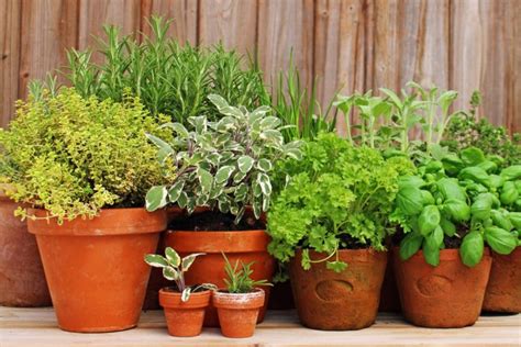 The Beginners Guide To A Container Herb Garden Grocycle