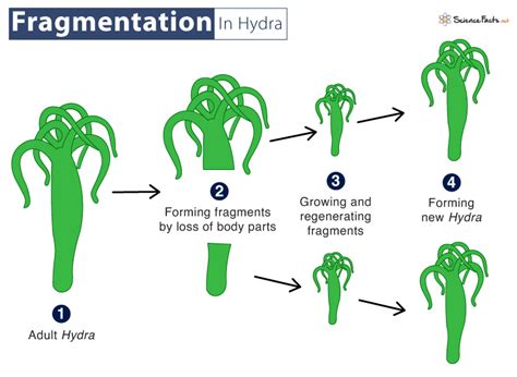 Asexual Reproduction In Plants Worksheet My XXX Hot Girl