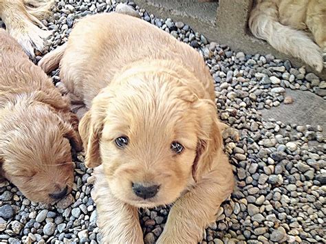 Meet Pacific Northwest Mini Goldens Dogs Miniature Golden Retrievers
