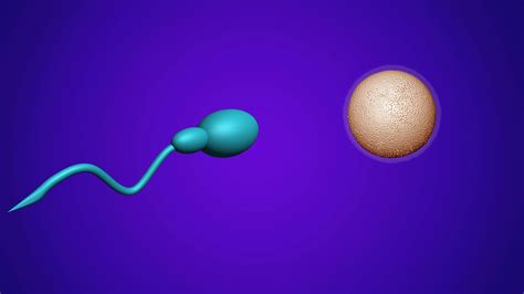 Animation Sperm And Fertile Human Egg Insemination Concept In Vitro