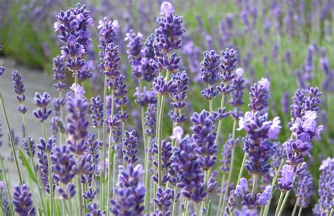Lavendel blüht von juni bis august [foto: Lavendel durch Stecklinge vermehren in 2020 | Garten ...