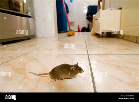 Mouse In Kitchen BA5E28 
