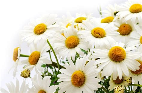 Wallpaper Daisies Flower Flowers White Close Up 2650x1740