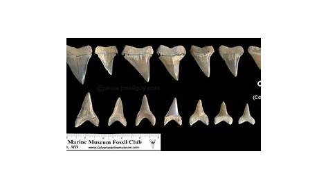 sharks teeth identification chart