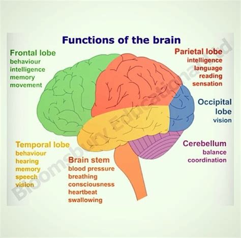 Functions Of Brain Brain Anatomy And Function