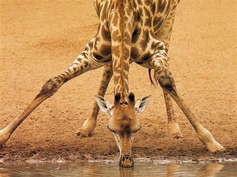 Giraffe Characteristics - Facts About Giraffe Traits
