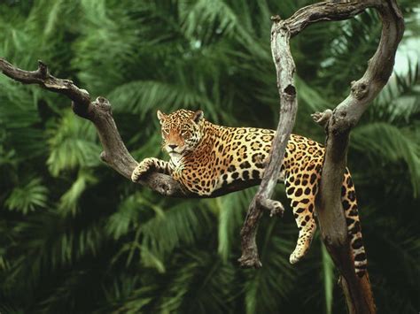 Endangered animals in the tropical rainforest. Jaguar | Species | WWF