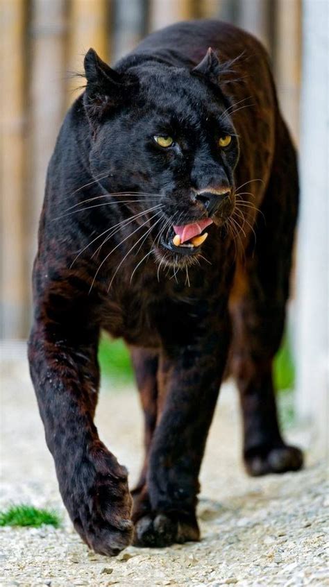 Pin On Black Panther