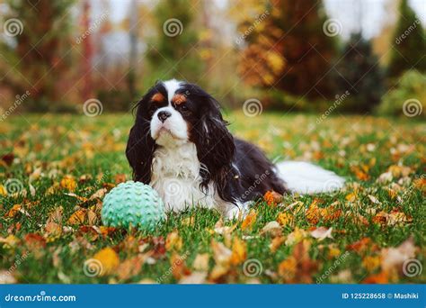 Happy Cavalier King Charles Spaniel Dog Playing With Toy Ball Stock