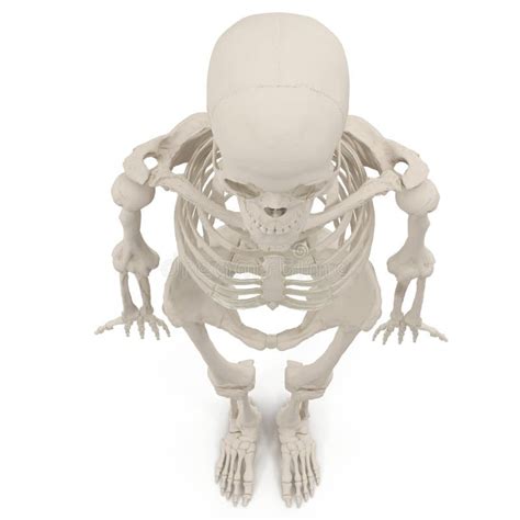 Human Female Skeleton Walking Pose On White 3d Illustration Stock